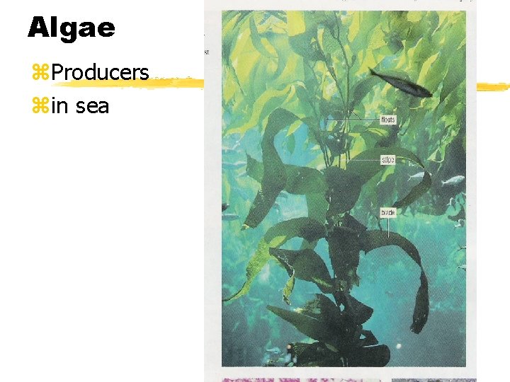 Algae z. Producers zin sea 