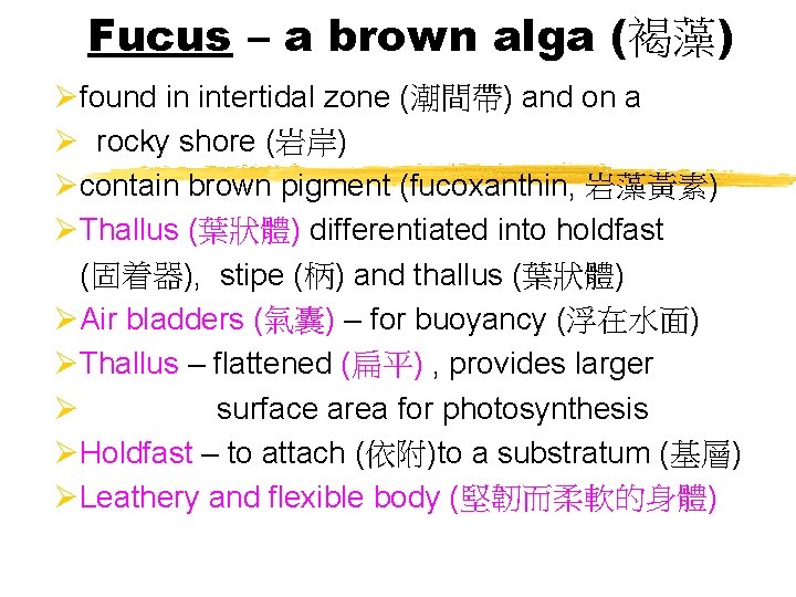 Fucus – a brown alga (褐藻) Øfound in intertidal zone (潮間帶) and on a