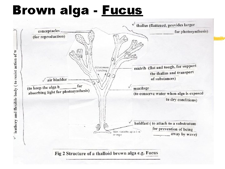 Brown alga - Fucus 