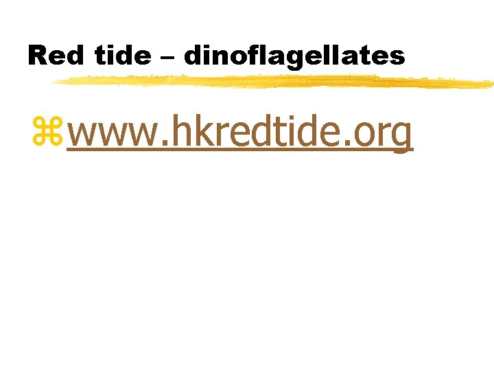 Red tide – dinoflagellates zwww. hkredtide. org 