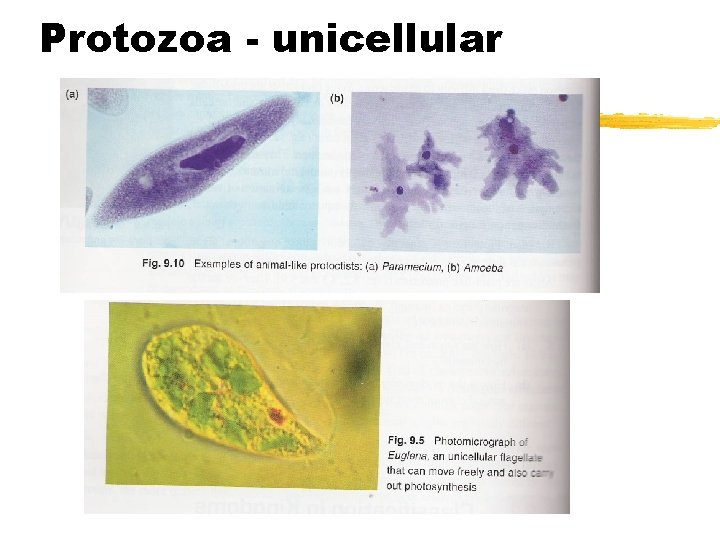 Protozoa - unicellular 