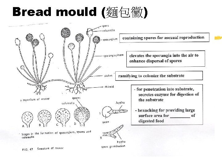 Bread mould (麵包黴) 