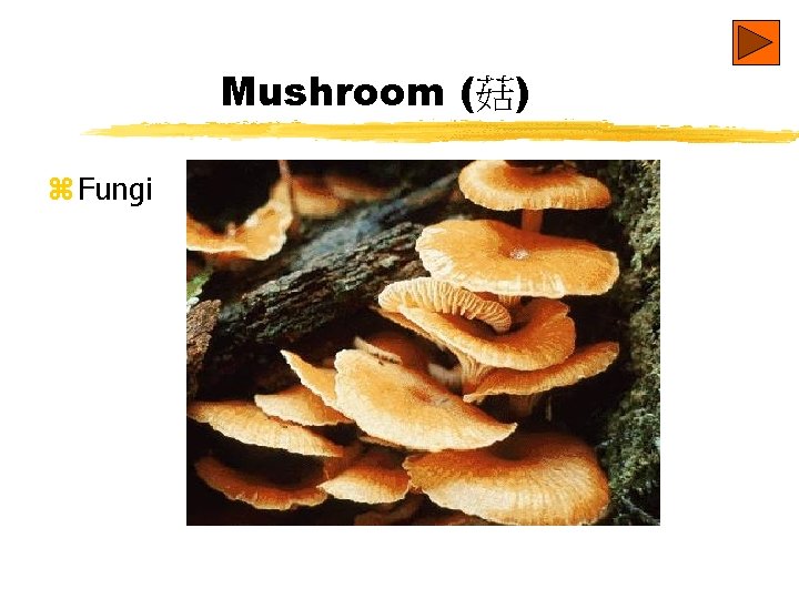 Mushroom (菇) z Fungi 