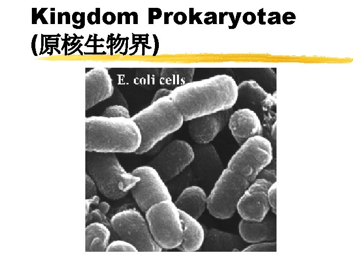 Kingdom Prokaryotae (原核生物界) 