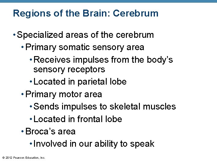 Regions of the Brain: Cerebrum • Specialized areas of the cerebrum • Primary somatic