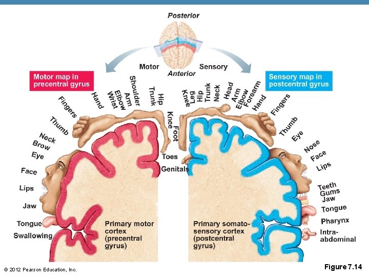 © 2012 Pearson Education, Inc. Figure 7. 14 