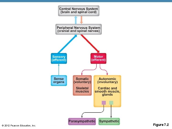 © 2012 Pearson Education, Inc. Figure 7. 2 