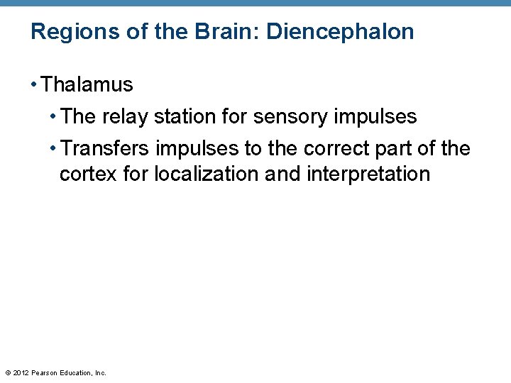 Regions of the Brain: Diencephalon • Thalamus • The relay station for sensory impulses