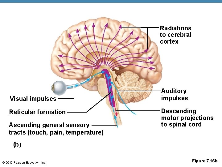 Radiations to cerebral cortex Visual impulses Reticular formation Ascending general sensory tracts (touch, pain,