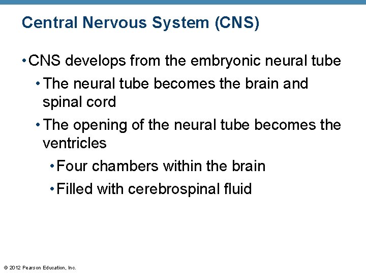Central Nervous System (CNS) • CNS develops from the embryonic neural tube • The
