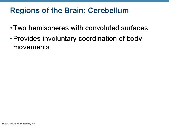 Regions of the Brain: Cerebellum • Two hemispheres with convoluted surfaces • Provides involuntary