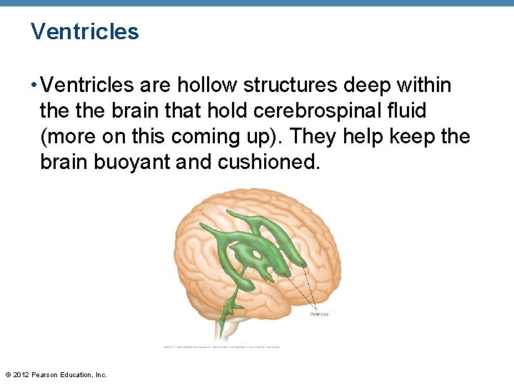 Ventricles • Ventricles are hollow structures deep within the brain that hold cerebrospinal fluid