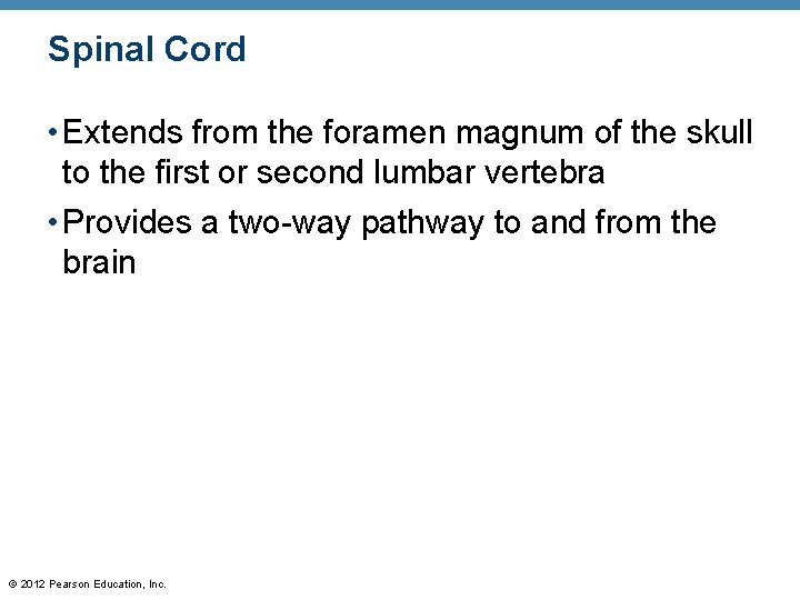 Spinal Cord • Extends from the foramen magnum of the skull to the first