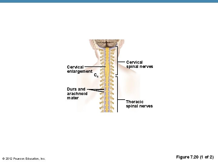 Cervical enlargement Dura and arachnoid mater © 2012 Pearson Education, Inc. Cervical spinal nerves
