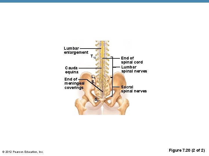 Lumbar enlargement T 12 Cauda equina End of meningeal coverings End of spinal cord