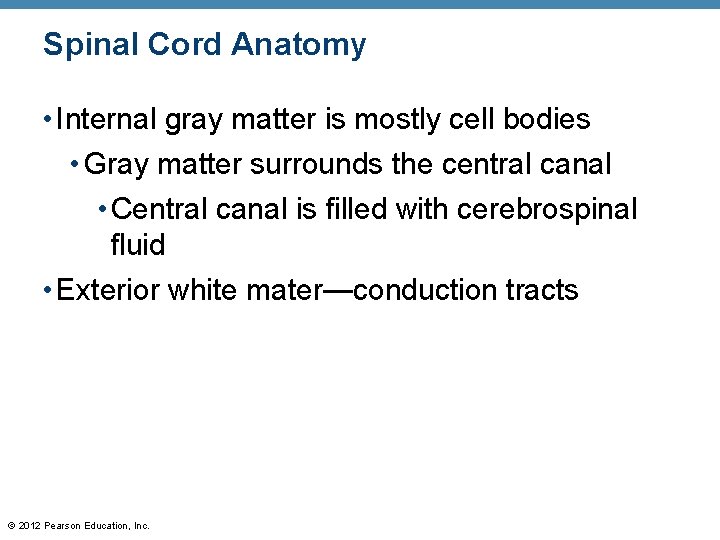 Spinal Cord Anatomy • Internal gray matter is mostly cell bodies • Gray matter