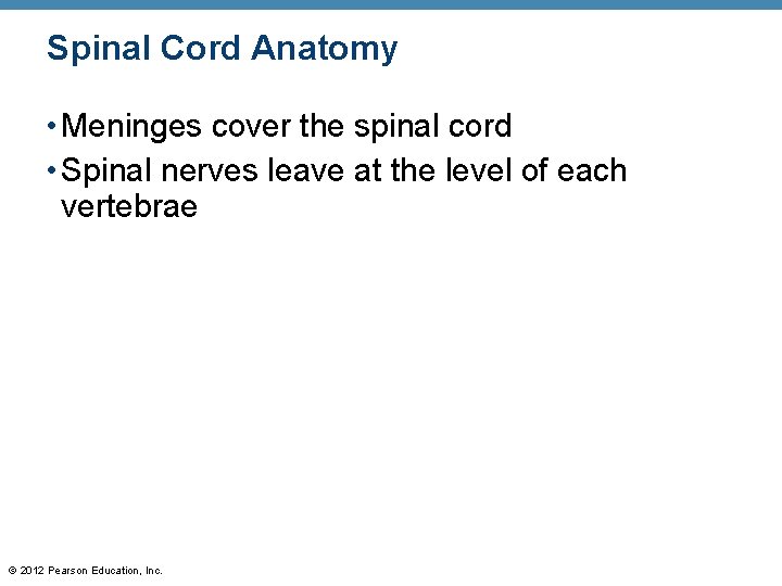 Spinal Cord Anatomy • Meninges cover the spinal cord • Spinal nerves leave at