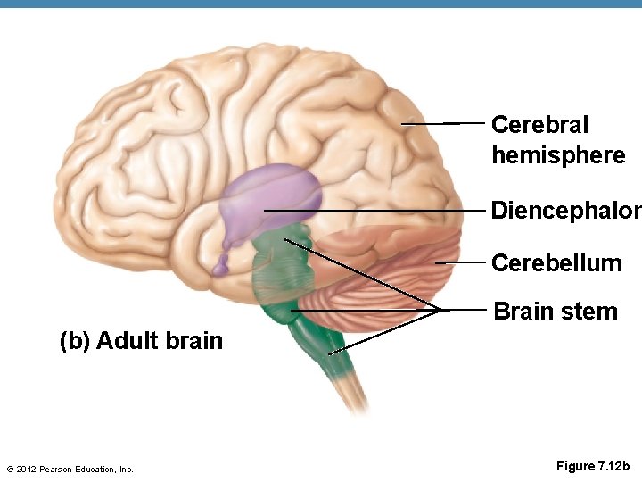 Cerebral hemisphere Diencephalon Cerebellum Brain stem (b) Adult brain © 2012 Pearson Education, Inc.