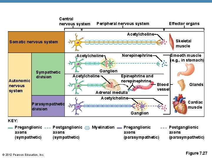 Central nervous system Peripheral nervous system Effector organs Acetylcholine Skeletal muscle Somatic nervous system