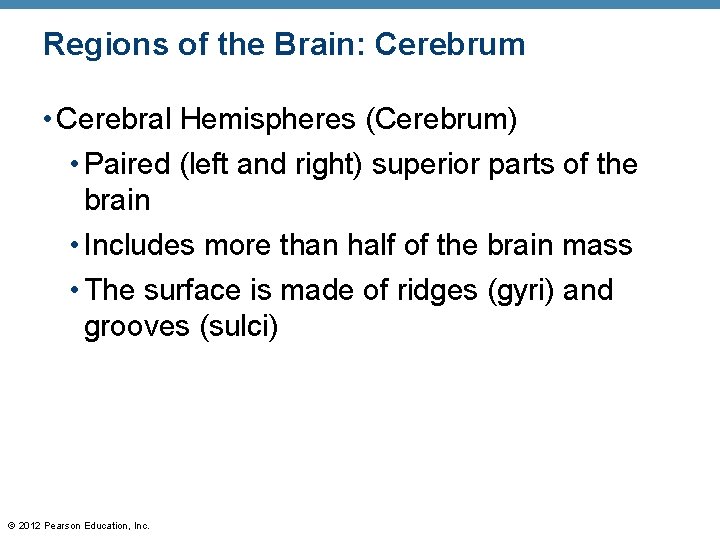 Regions of the Brain: Cerebrum • Cerebral Hemispheres (Cerebrum) • Paired (left and right)