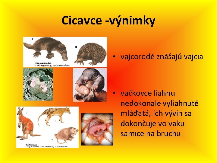 Cicavce -výnimky • vajcorodé znášajú vajcia • vačkovce liahnu nedokonale vyliahnuté mláďatá, ich vývin