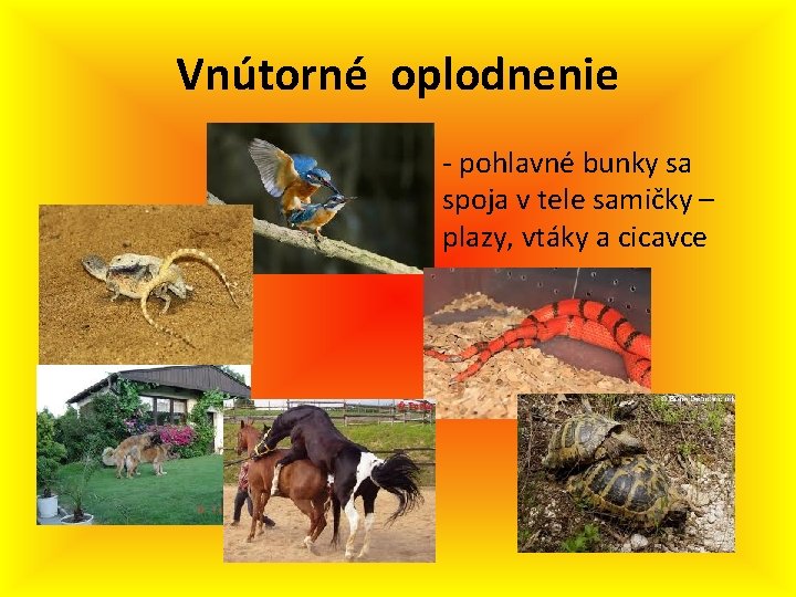 Vnútorné oplodnenie • - pohlavné bunky sa spoja v tele samičky – plazy, vtáky