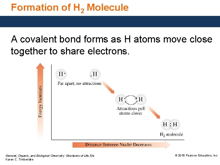 Formation of H 2 Molecule A covalent bond forms as H atoms move close