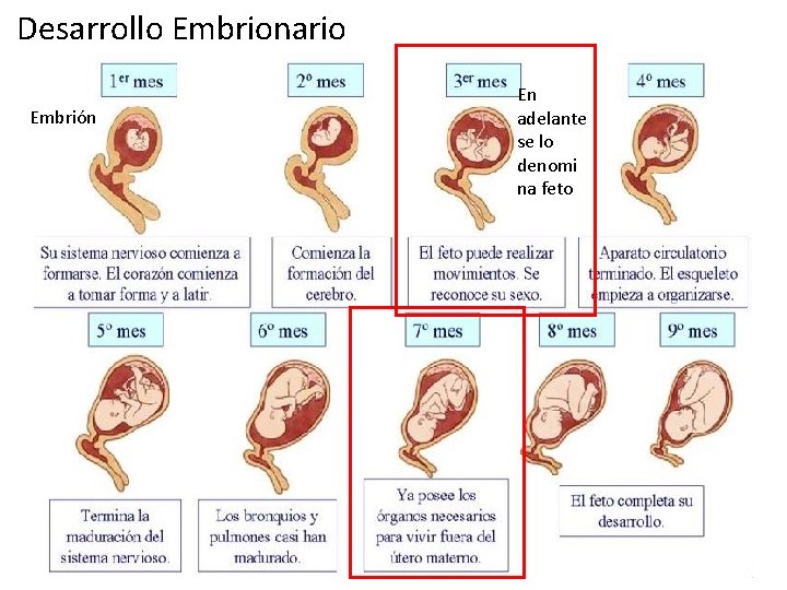 Desarrollo Embrionario Embrión En adelante se lo denomi na feto 