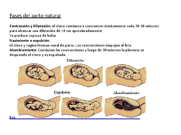 Fases del parto natural Contracción y Dilatación: el útero comienza a contraerse rítmicamente cada