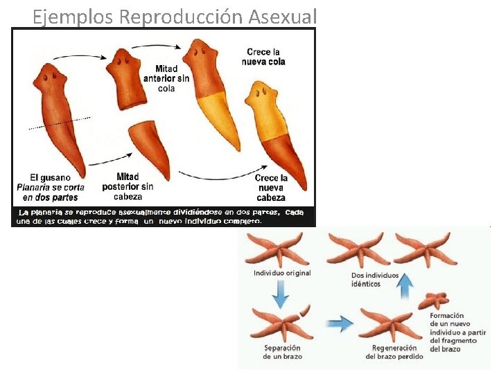 Ejemplos Reproducción Asexual 