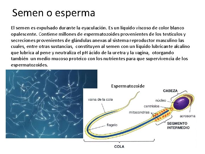 Semen o esperma El semen es expulsado durante la eyaculación. Es un líquido viscoso