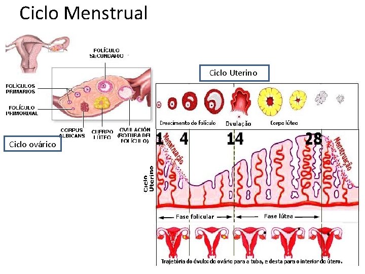 Ciclo Menstrual Ciclo Uterino Ciclo ovárico 