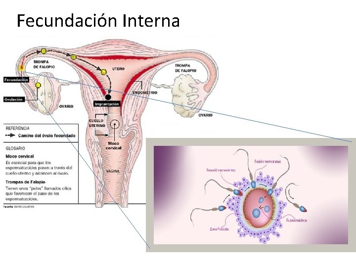 Fecundación Interna 