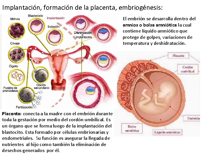 Implantación, formación de la placenta, embriogénesis: El embrión se desarrolla dentro del amnios o