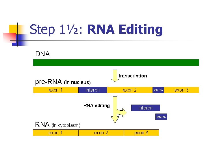 Step 1½: RNA Editing DNA transcription pre-RNA (in nucleus) exon 1 interon RNA editing