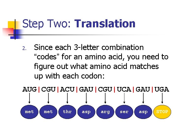 Step Two: Translation 2. Since each 3 -letter combination “codes” for an amino acid,