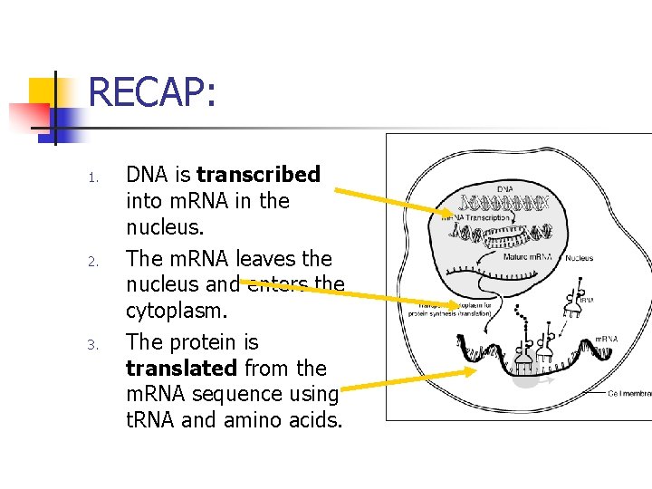 RECAP: 1. 2. 3. DNA is transcribed into m. RNA in the nucleus. The