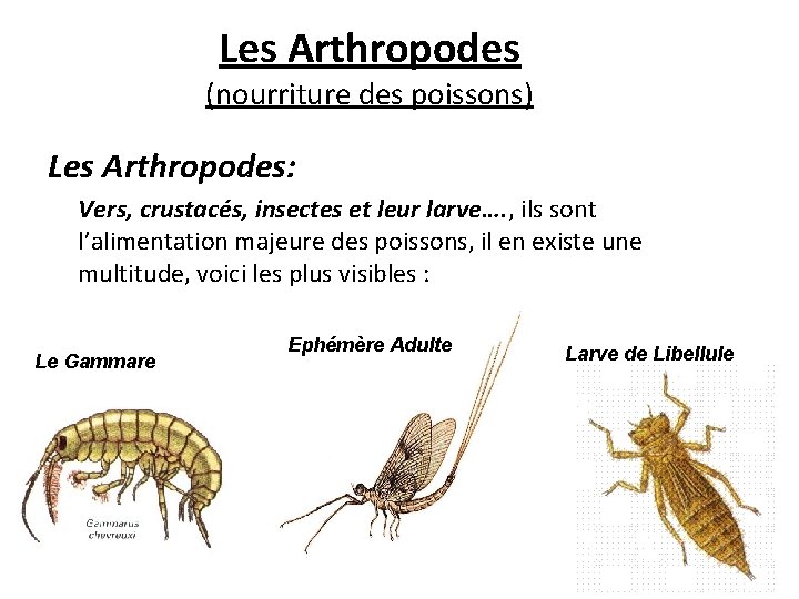 Les Arthropodes (nourriture des poissons) Les Arthropodes: Vers, crustacés, insectes et leur larve…. ,