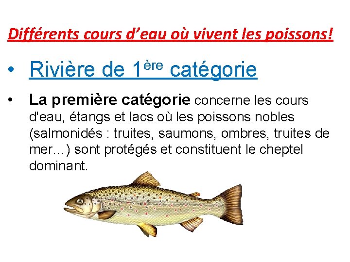 Différents cours d’eau où vivent les poissons! • Rivière de 1ère catégorie • La