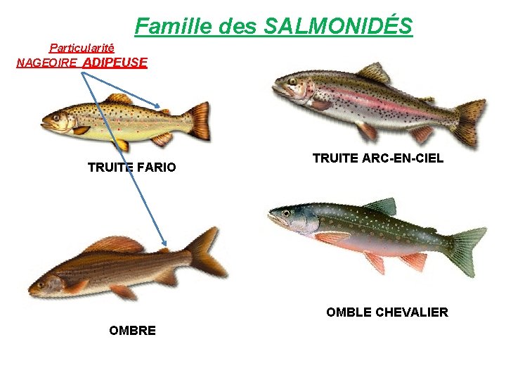 Famille des SALMONIDÉS Particularité NAGEOIRE ADIPEUSE TRUITE FARIO TRUITE ARC-EN-CIEL OMBLE CHEVALIER OMBRE 