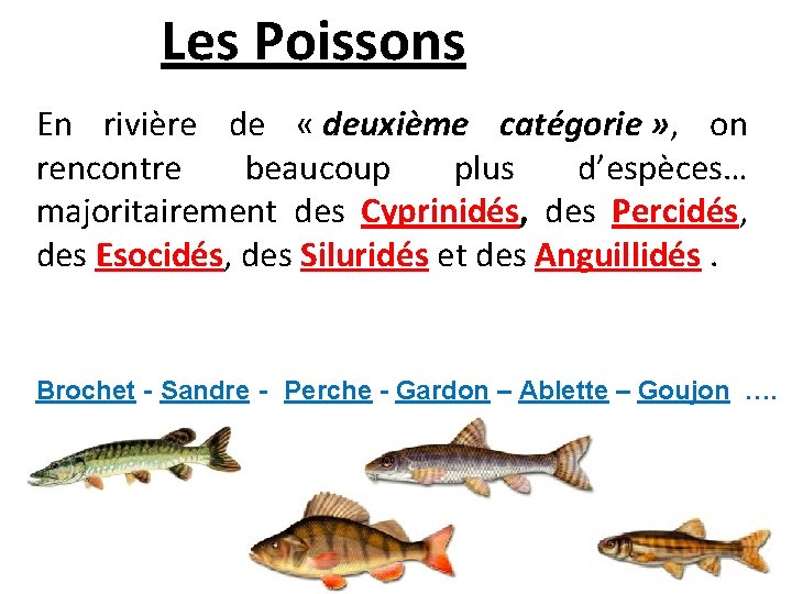 Les Poissons En rivière de « deuxième catégorie » , on rencontre beaucoup plus