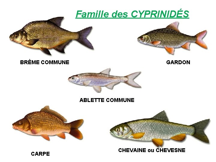 Famille des CYPRINIDÉS BRÈME COMMUNE GARDON ABLETTE COMMUNE CARPE CHEVAINE ou CHEVESNE 