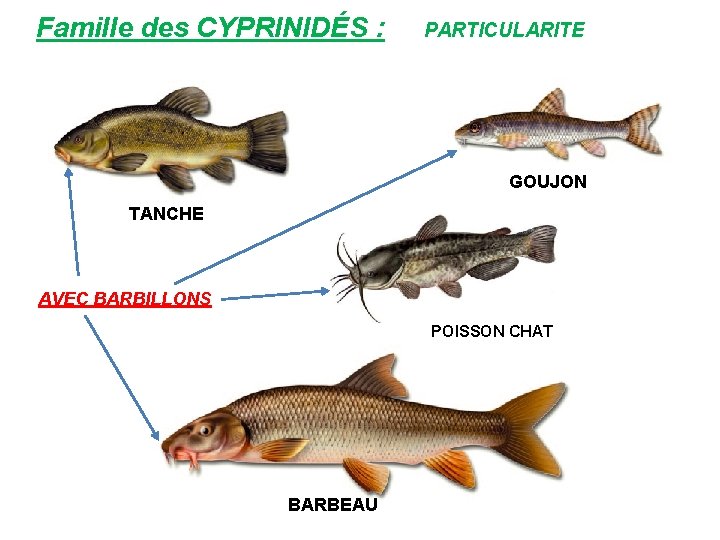 Famille des CYPRINIDÉS : PARTICULARITE GOUJON TANCHE AVEC BARBILLONS POISSON CHAT BARBEAU 