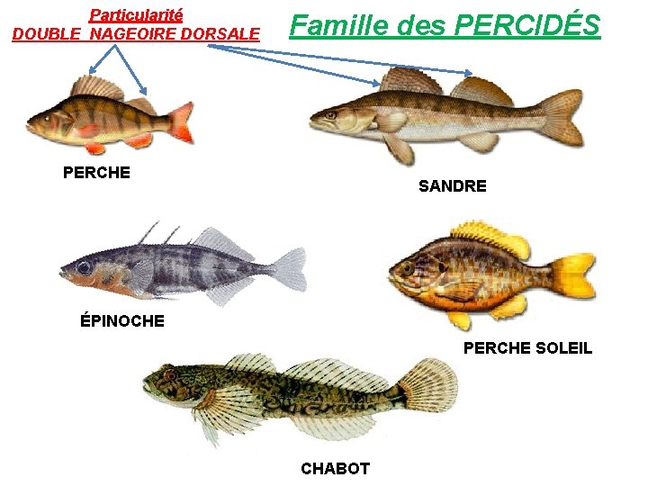 Particularité DOUBLE NAGEOIRE DORSALE Famille des PERCIDÉS PERCHE SANDRE ÉPINOCHE PERCHE SOLEIL CHABOT 