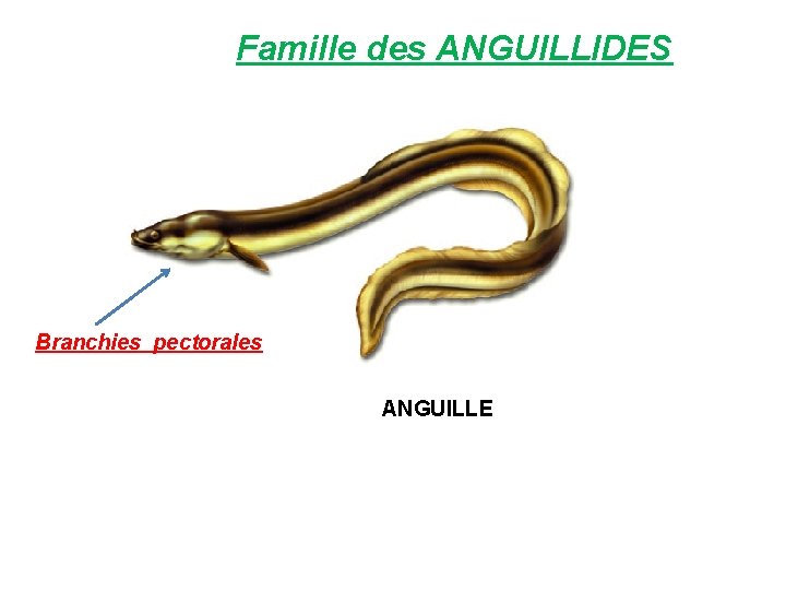 Famille des ANGUILLIDES Branchies pectorales ANGUILLE 