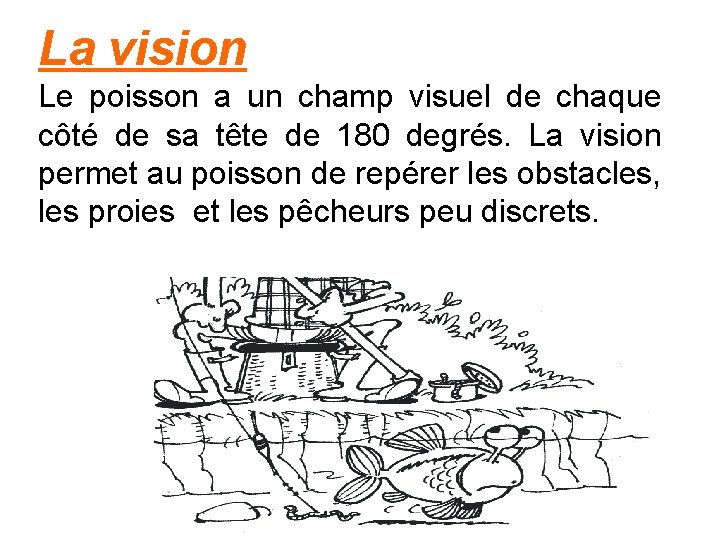 La vision Le poisson a un champ visuel de chaque côté de sa tête