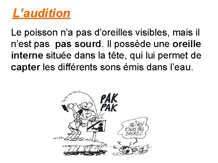 L’audition Le poisson n’a pas d’oreilles visibles, mais il n’est pas sourd. Il possède