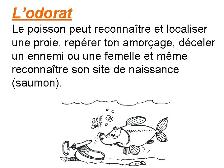 L’odorat Le poisson peut reconnaître et localiser une proie, repérer ton amorçage, déceler un