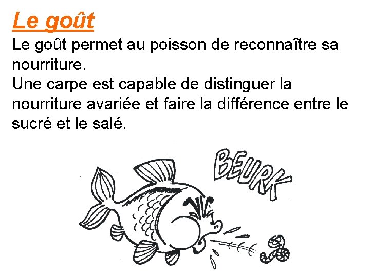 Le goût permet au poisson de reconnaître sa nourriture. Une carpe est capable de