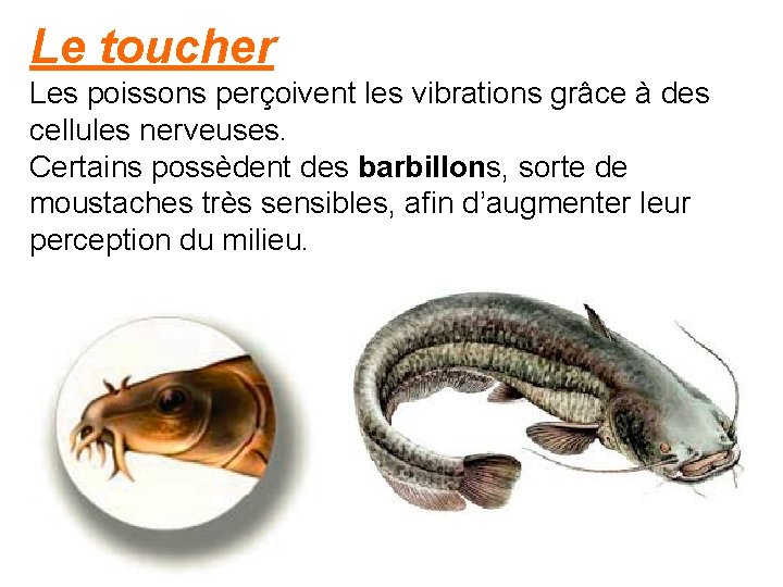 Le toucher Les poissons perçoivent les vibrations grâce à des cellules nerveuses. Certains possèdent